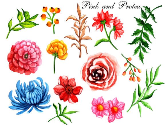 Download Watercolor Floral Elements Pink Protea - Element Collection