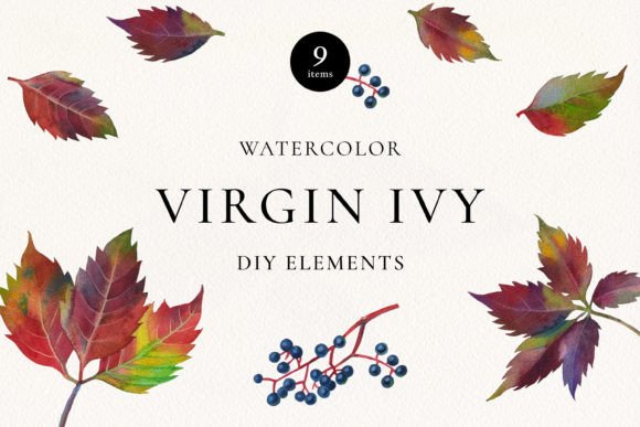 Download Virgin Ivy Watercolor Floral Elements - Element Collection